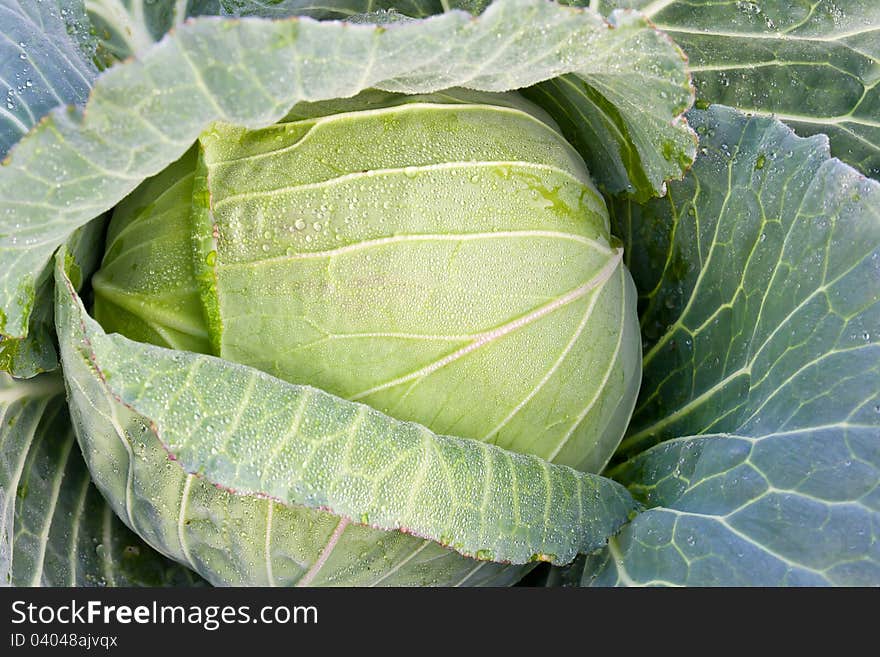 Fresh cabbage on the garden