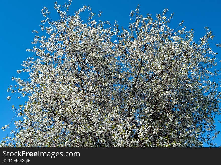 Cherry blossom in the spring