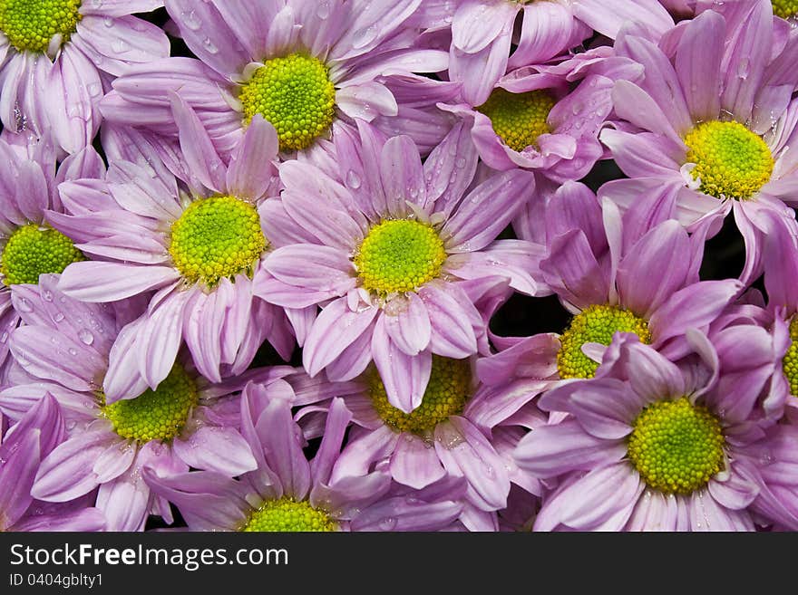 Pink Chrysanthemums