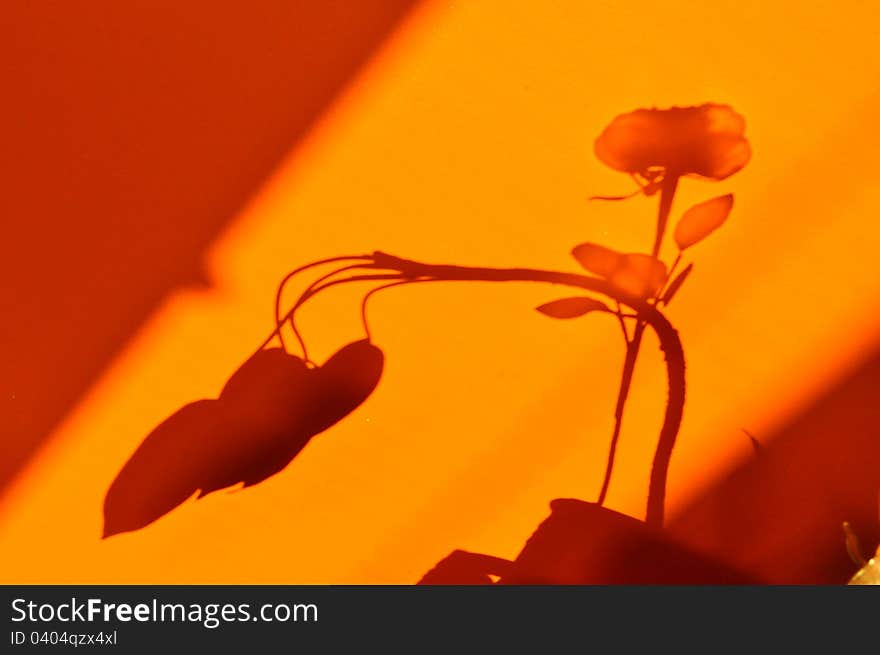 Shadow silhouette of big rose