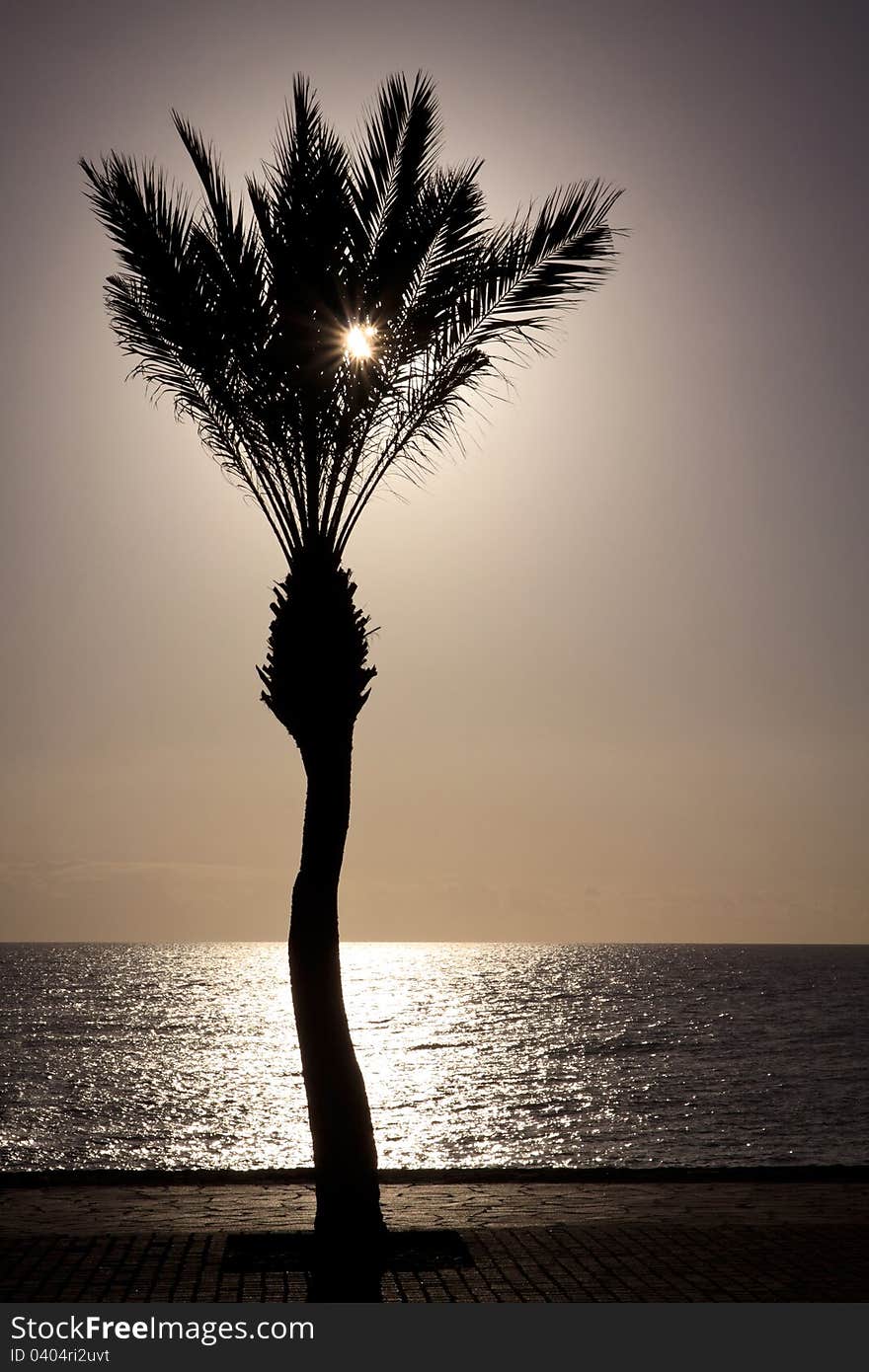 Low sun shines through a palm tree standing on an ocean front. Low sun shines through a palm tree standing on an ocean front.