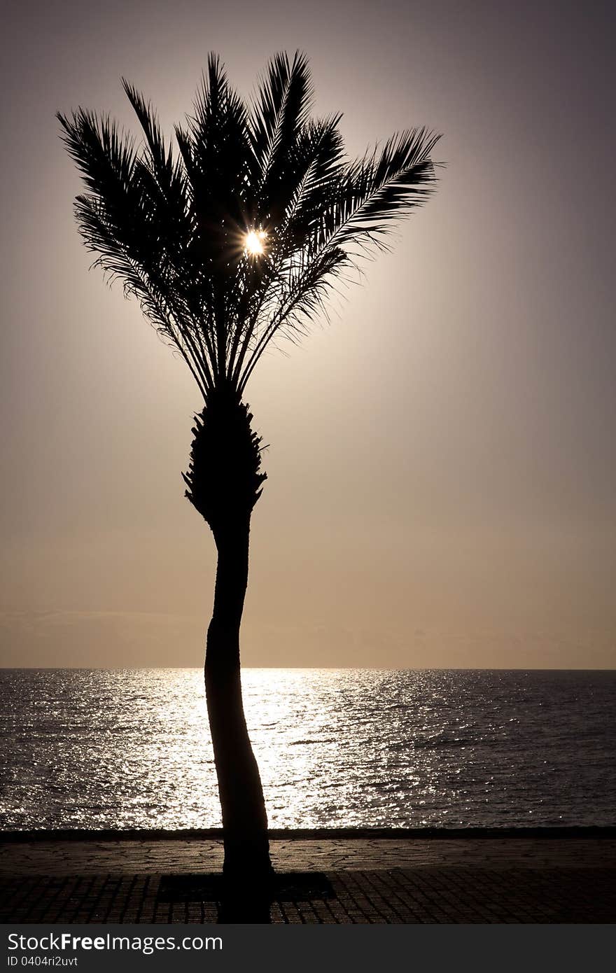 Palm tree silhouette on the seafront