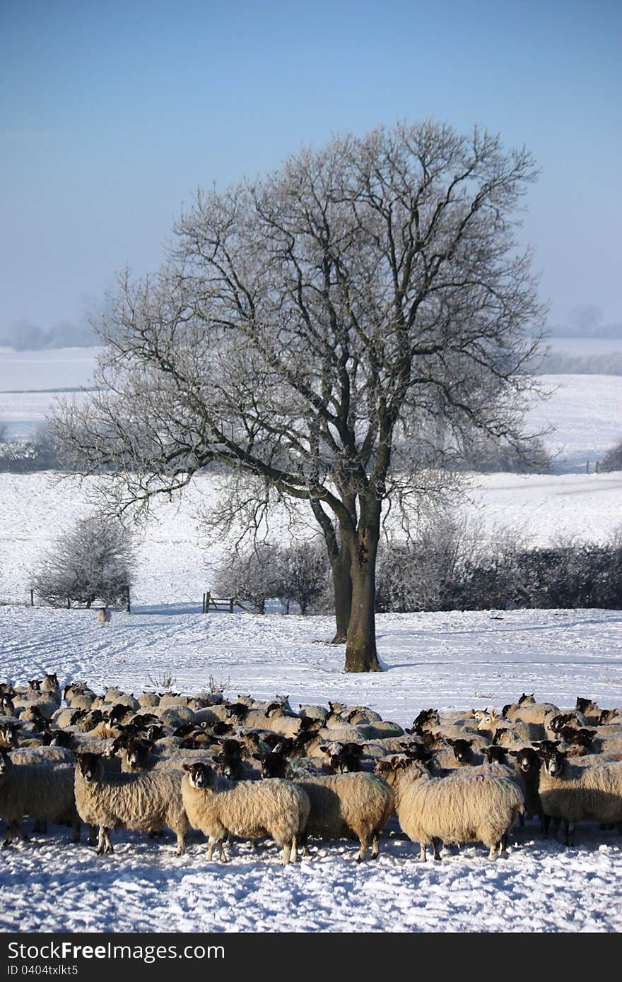 Sheep Under A Tree