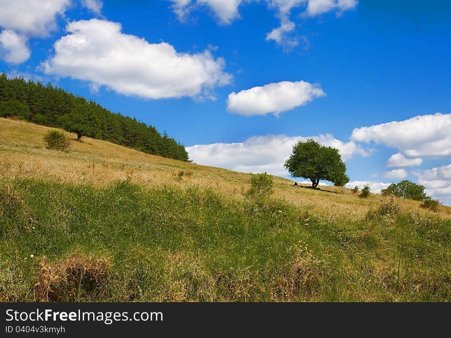 Summer landscape with trees, blue sky and clouds. Summer landscape with trees, blue sky and clouds