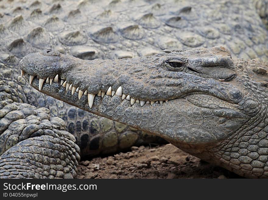 Closeup of Crocodile's Head