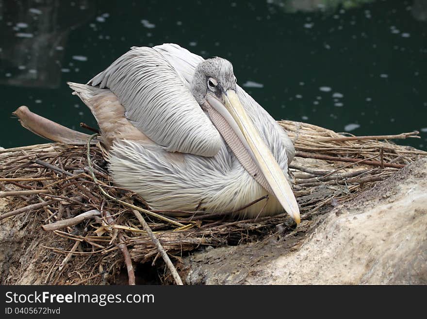 Pink-backed Pelican in its nest - Pelecanus rufescens