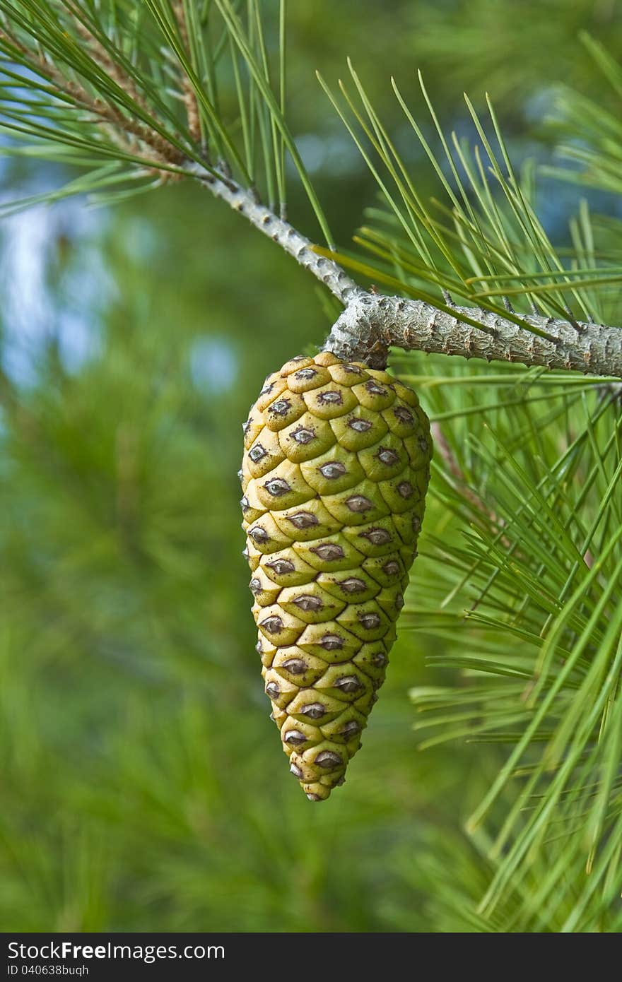 Pineapple on a pine tree in the Mediterranean countries