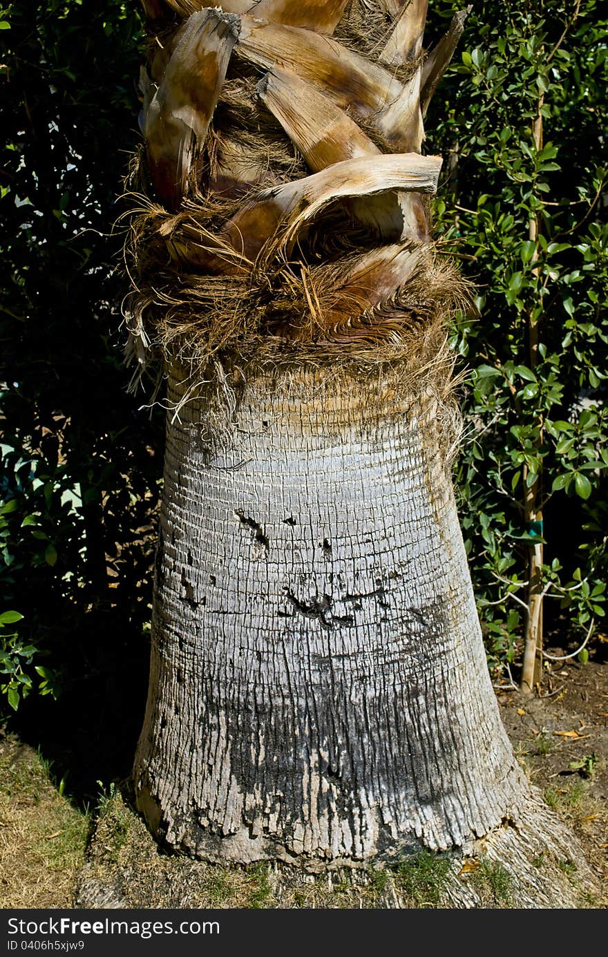 A closeup of a palm tree trunk in Southern California.