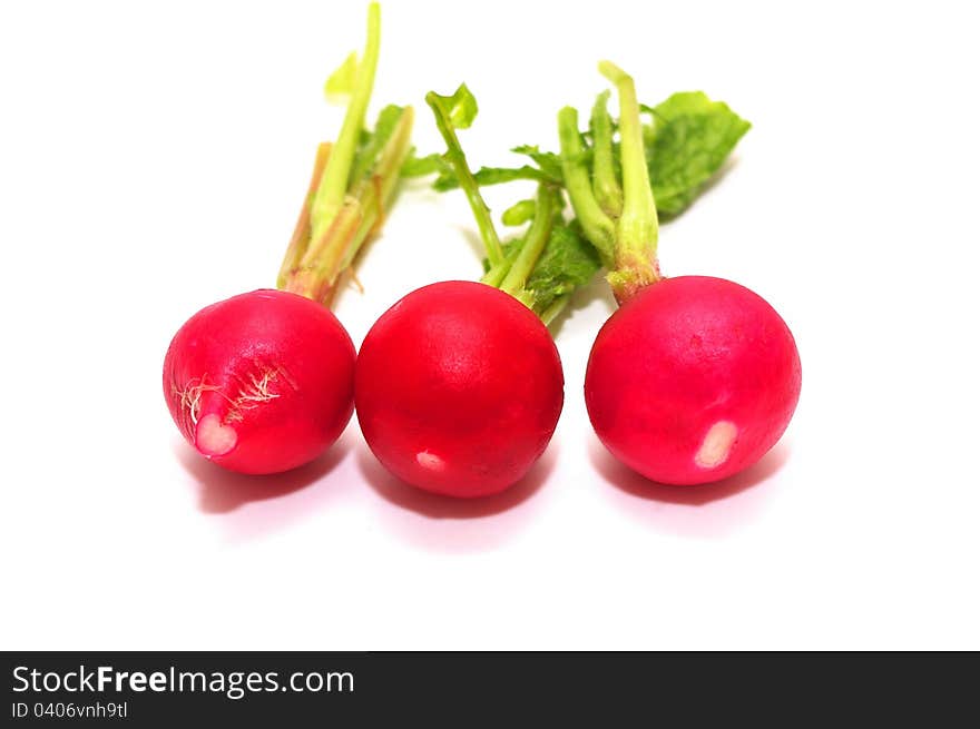 Photo of the Radishes on white background