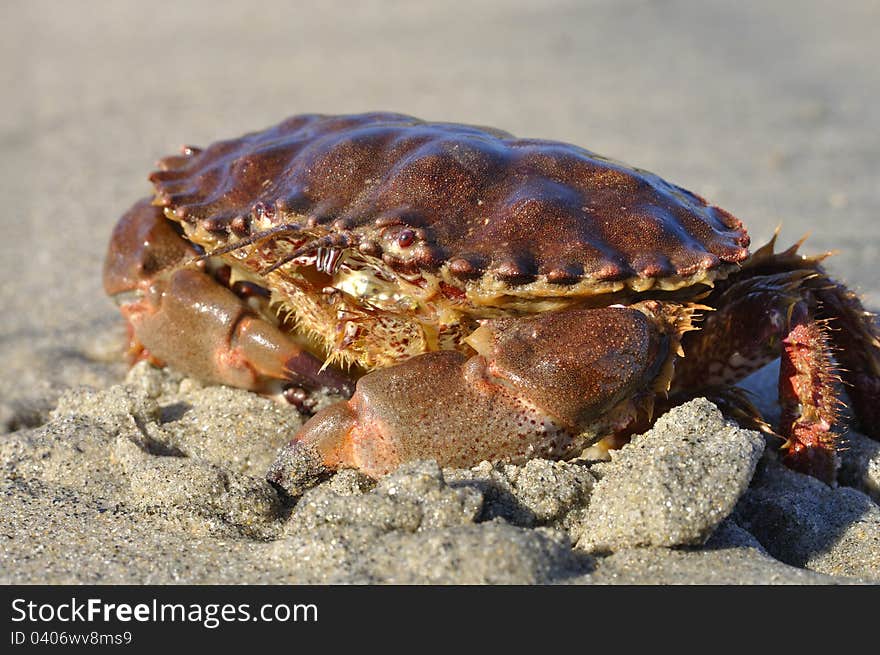 Rock crab on sandy beach