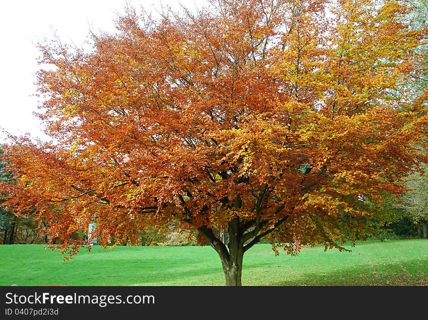 Trees in Autumn