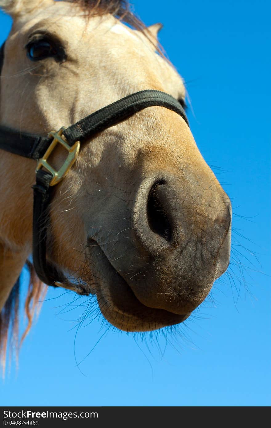 Close up head shot of beautiful horse