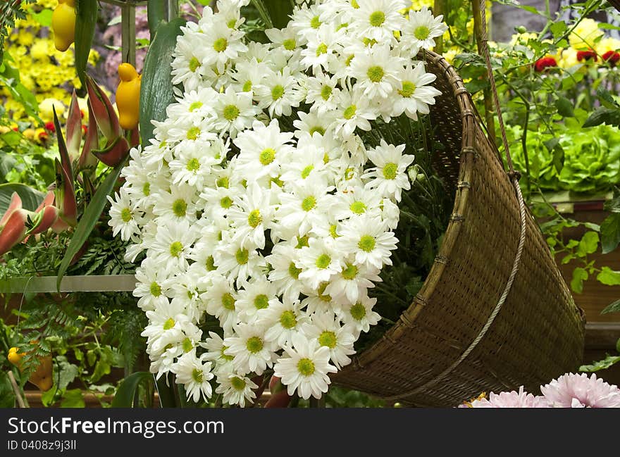 A big basket of white chrysanthemums