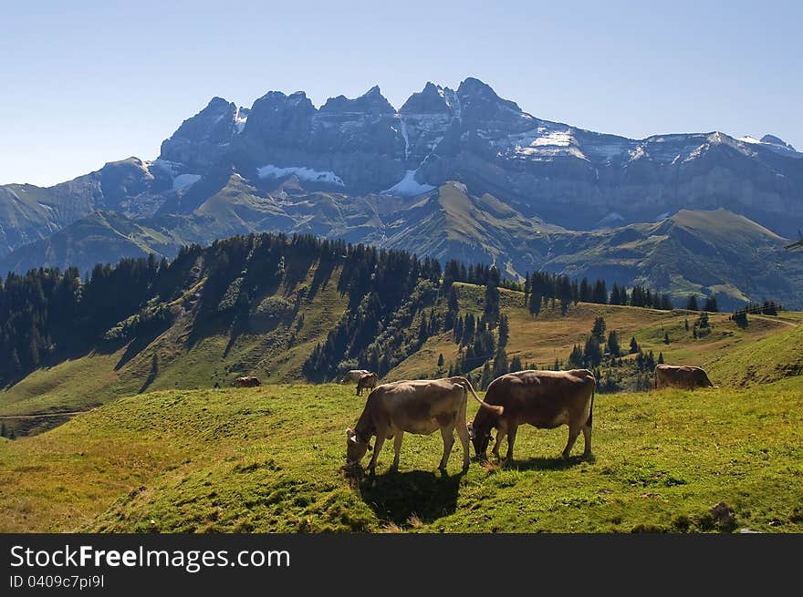 Cows in alpine meadows