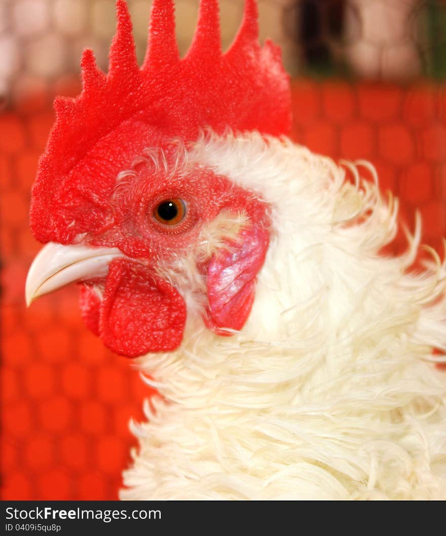 Close-up of a white roosters head