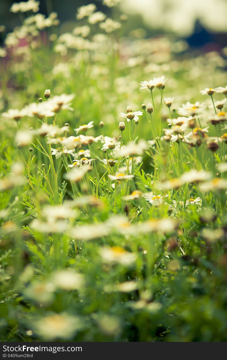 Daisies white flower in garden with nature light. Daisies white flower in garden with nature light