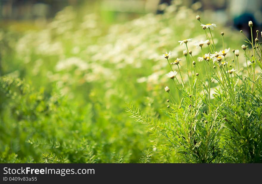 Daisies White Flower Unfocus With Nature Light