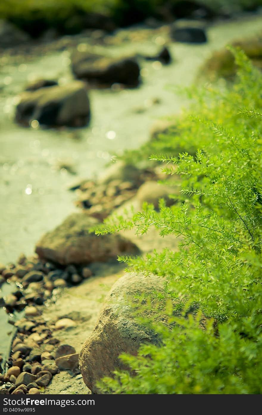 Fern leaves with Stream in the morning. Fern leaves with Stream in the morning