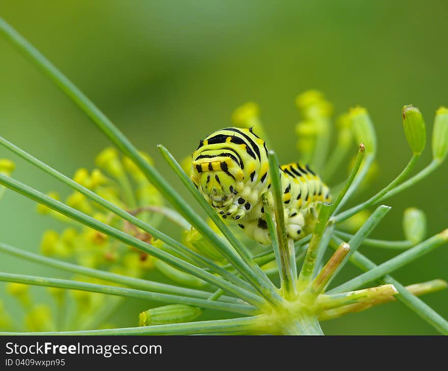 Caterpillar