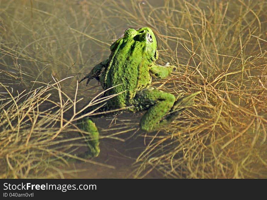 Green frog in the pond