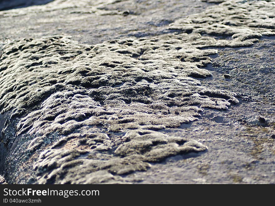 Mosses and lichens, close-up