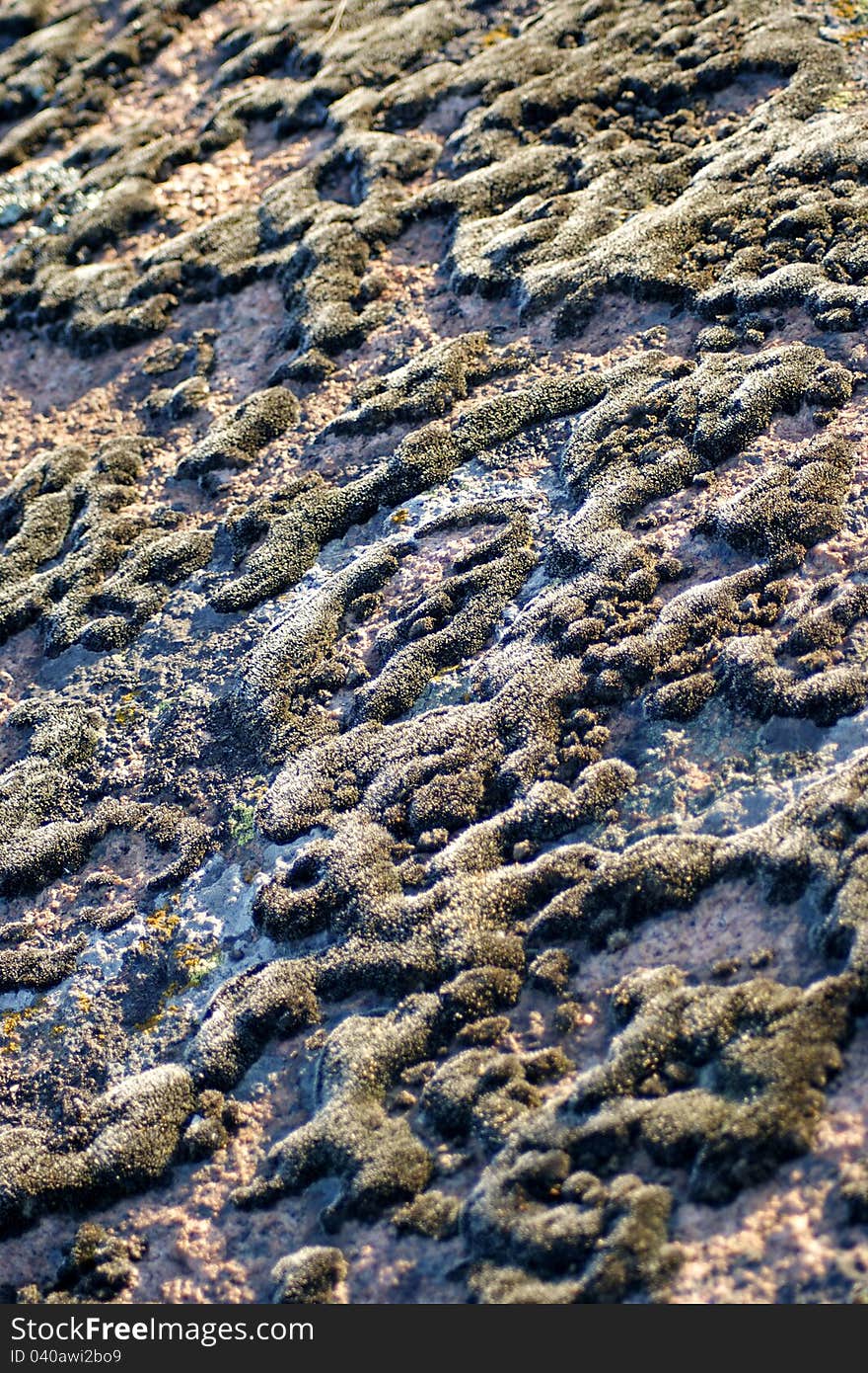 Mosses and lichens, close-up