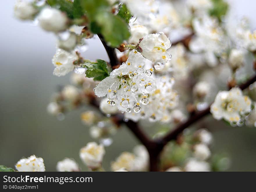 Flowering Tree With Drops Of Dew