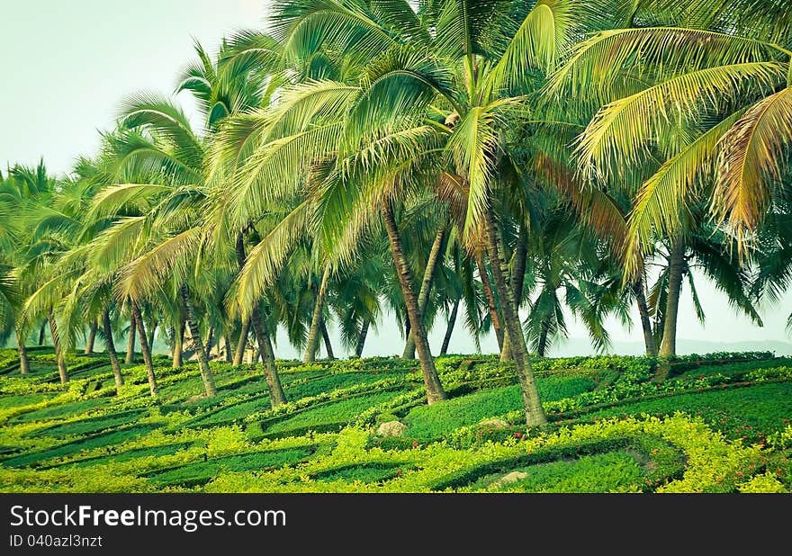 Too many Coconut in garden