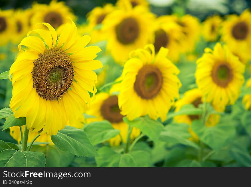 Yellow Sunflower petals closeup  in the field