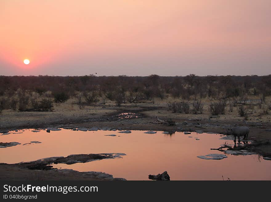 Rhino at the waterhole in Etosha National Park, Namibia