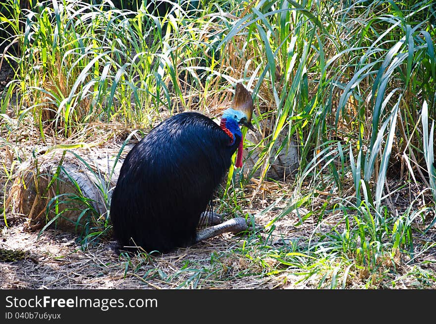 Cassowaries  bird