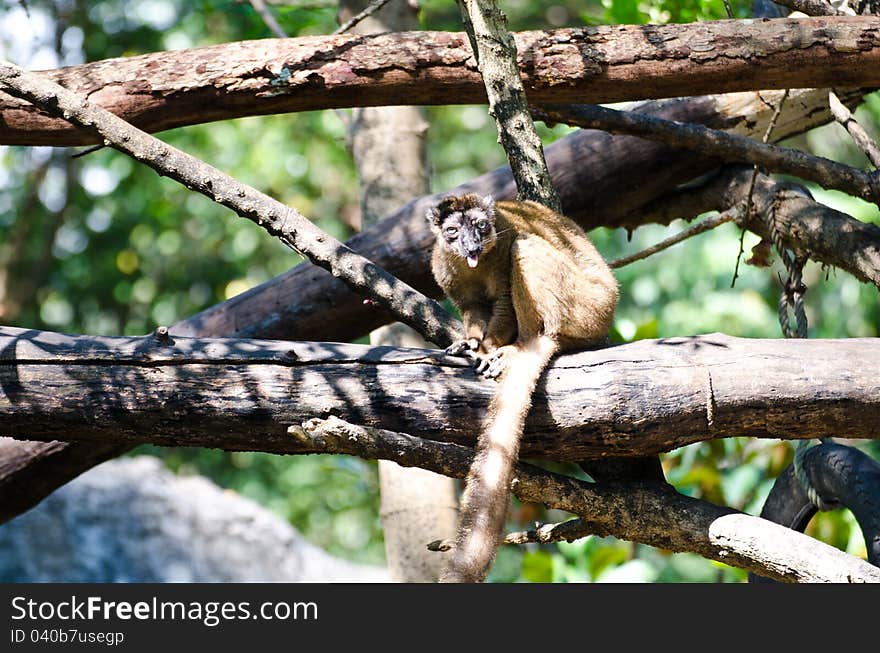 Lemur is a species of animals in the Lemuriformes monkeys.