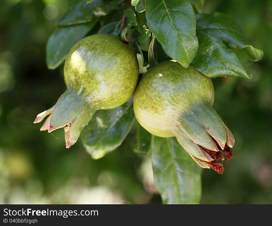 Immature fruit and pomegranate tree