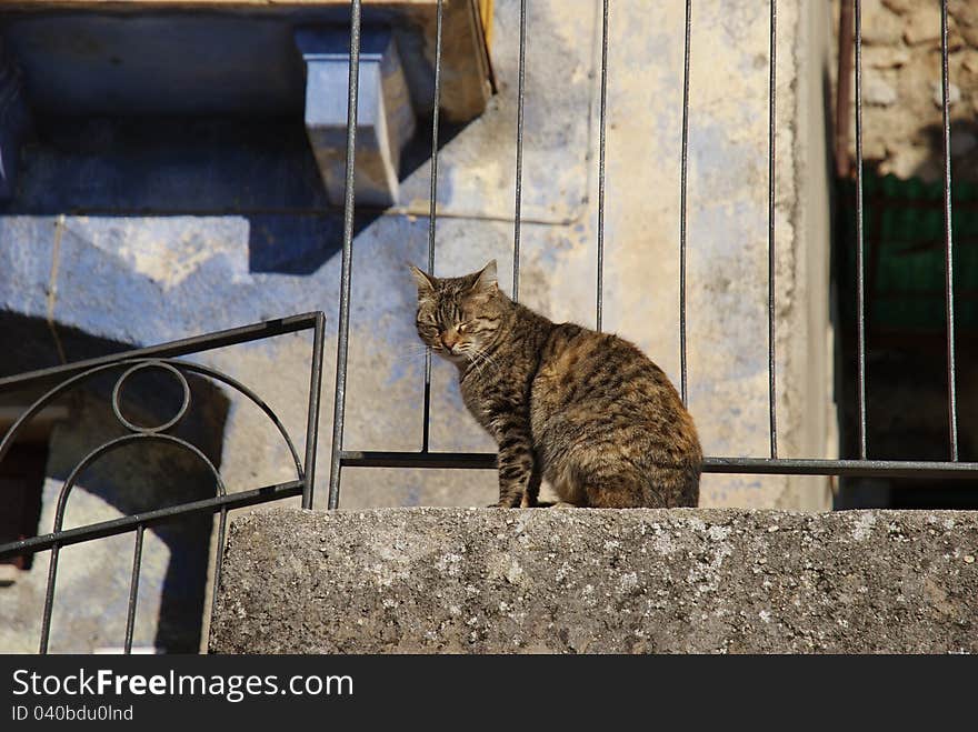 Blinded cat on the balustrade