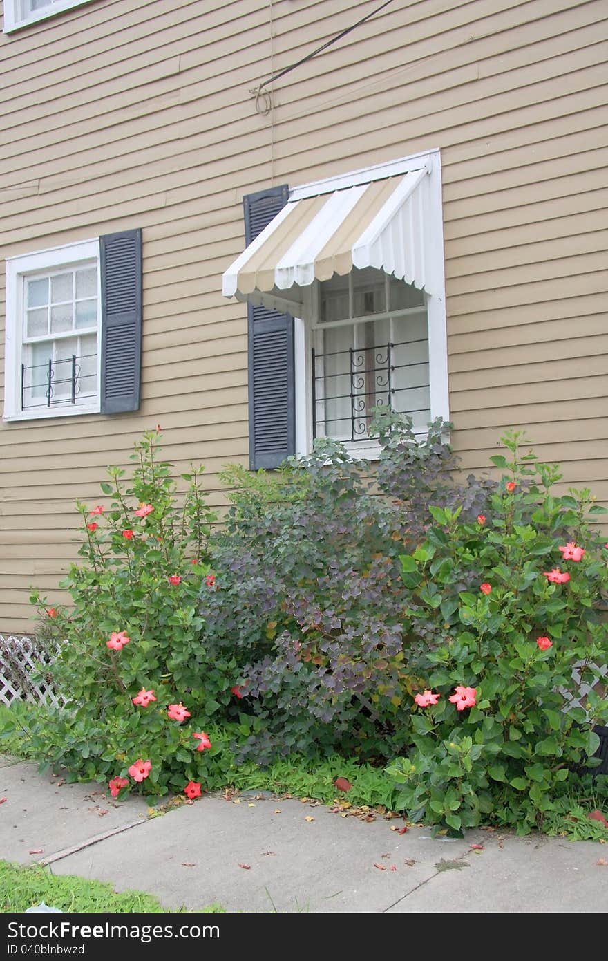 Window and flowers