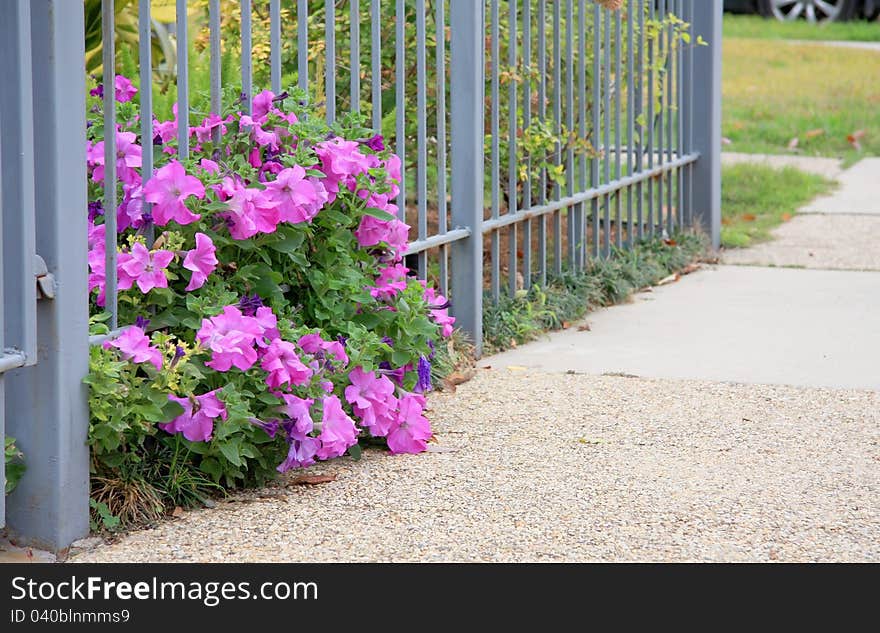 It is some of flowers growing beside road.