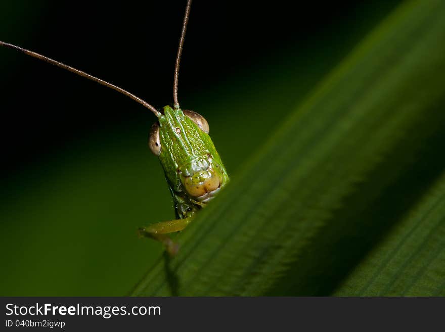 A grasshopper captured at night