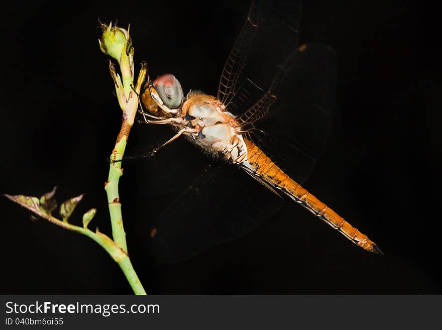 A dragonfly captured at night