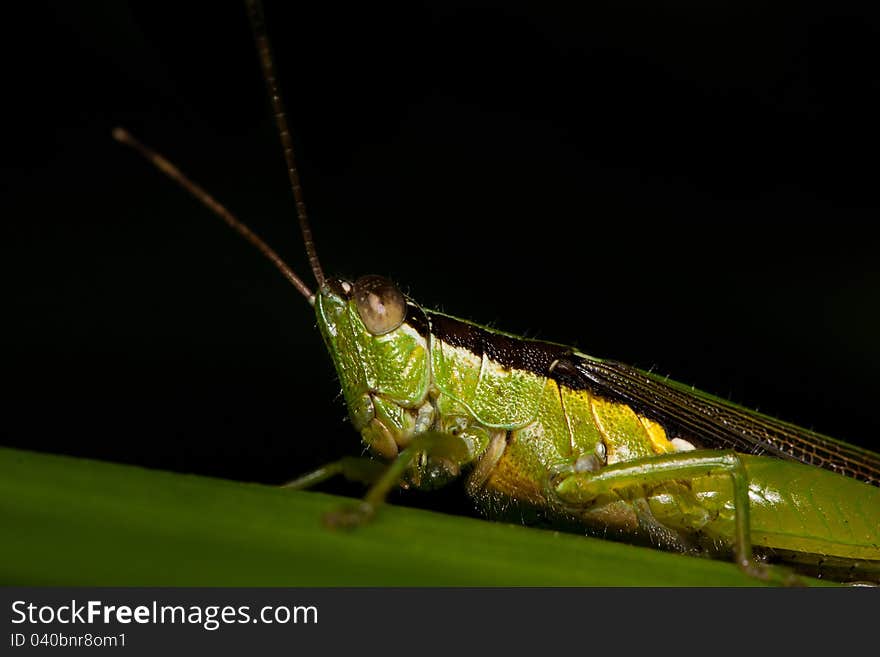 A grasshopper captured at night