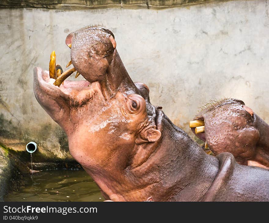 Hippopotamus