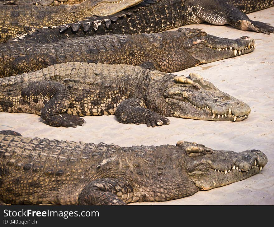 Crocodiles lay on the ground in farm, Thailand