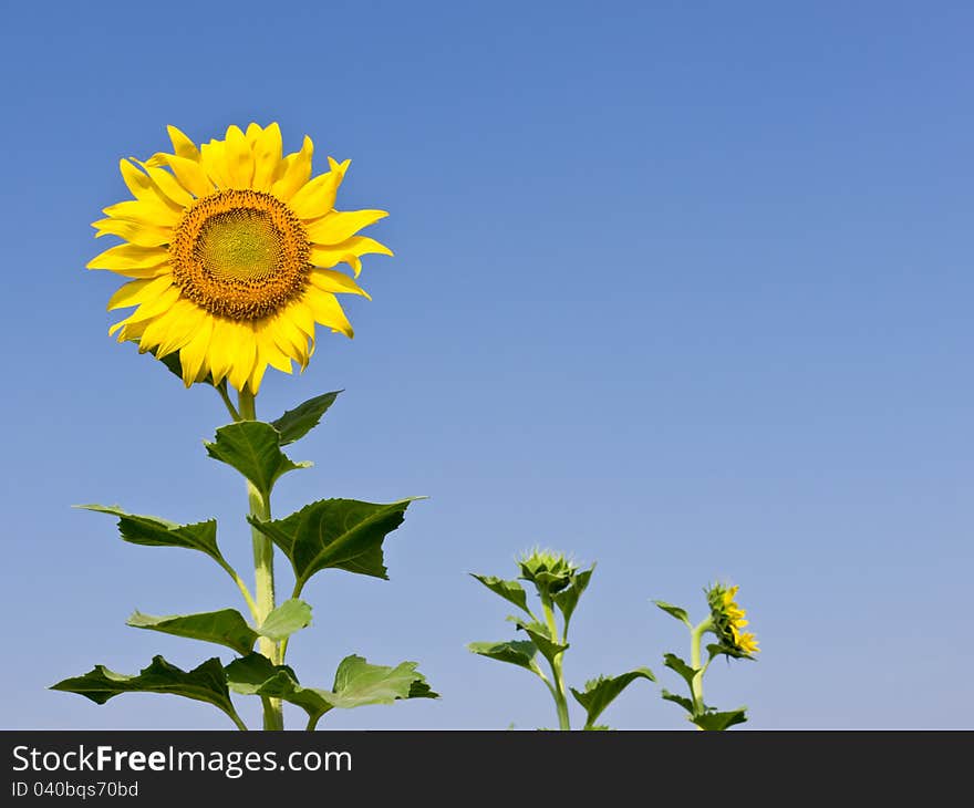 Sunflower in field with blue sky on background