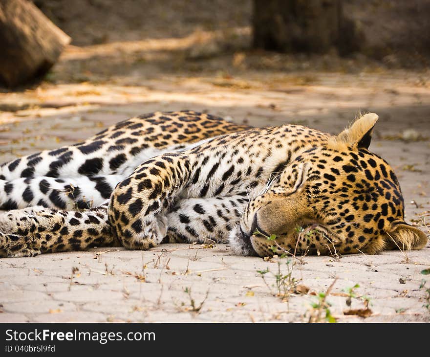 Sleeping leopard on ground in Thailand