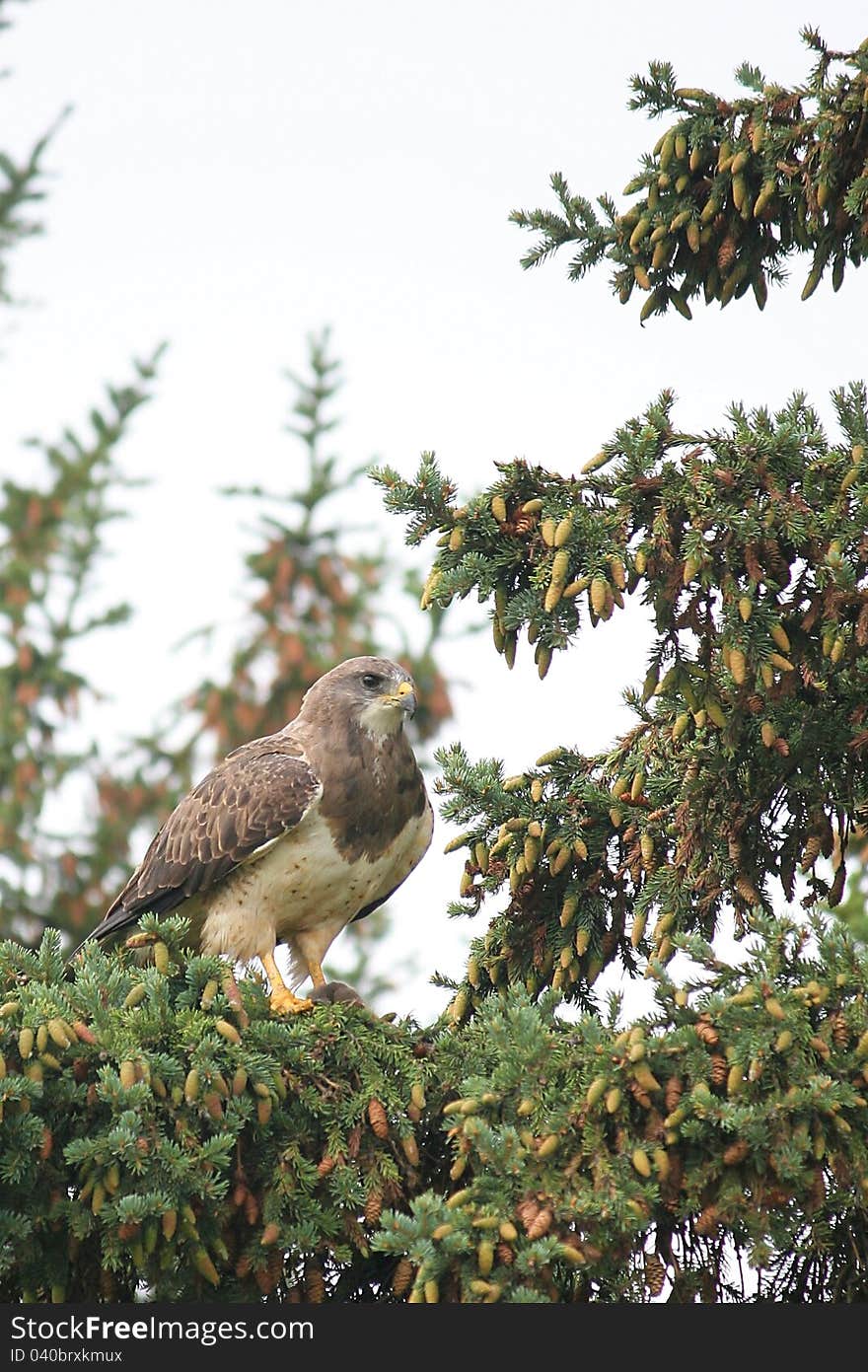 A Swainson's Hawk (Buteo swainsoni) sits on the branch surrounded by pine cones. Notice a mouse under its left feet.