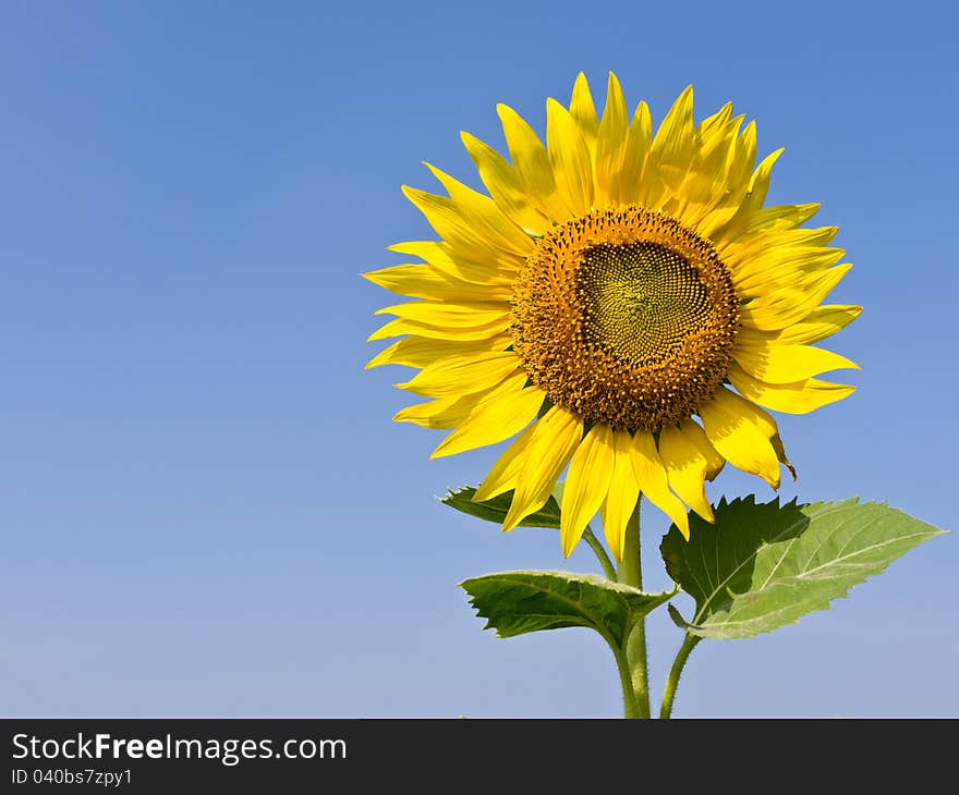 Sunflower in field with blue sky on background