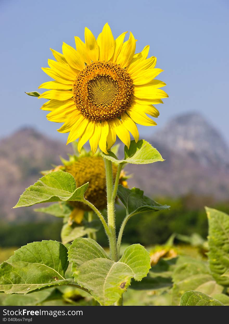 Sunflower and green leaves in field in Thailand