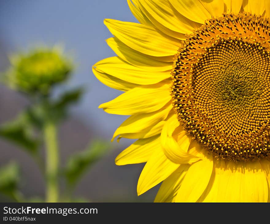 Spore and petal of sunflower close-up