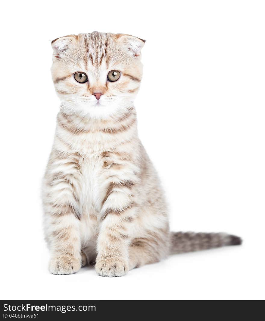 Scottish kitten fold isolated