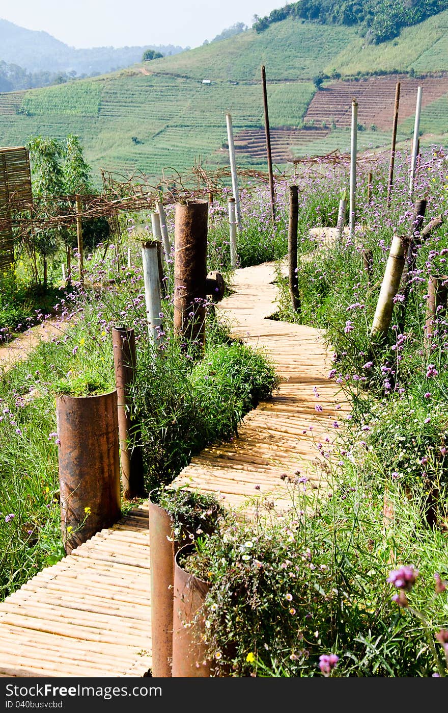 Walkway made ​​of bamboo on the hill. Walkway made ​​of bamboo on the hill.