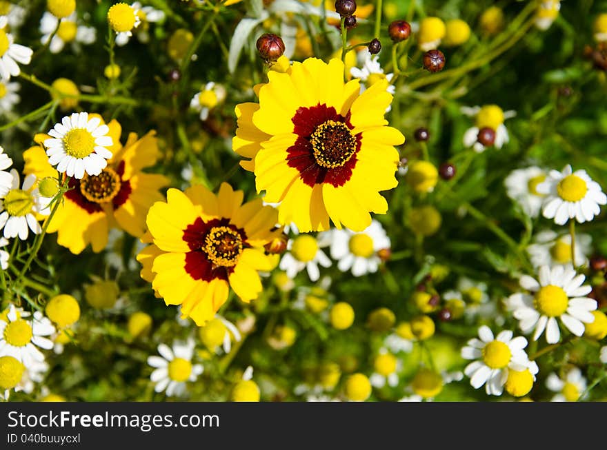 Yellow flowers in the garden.